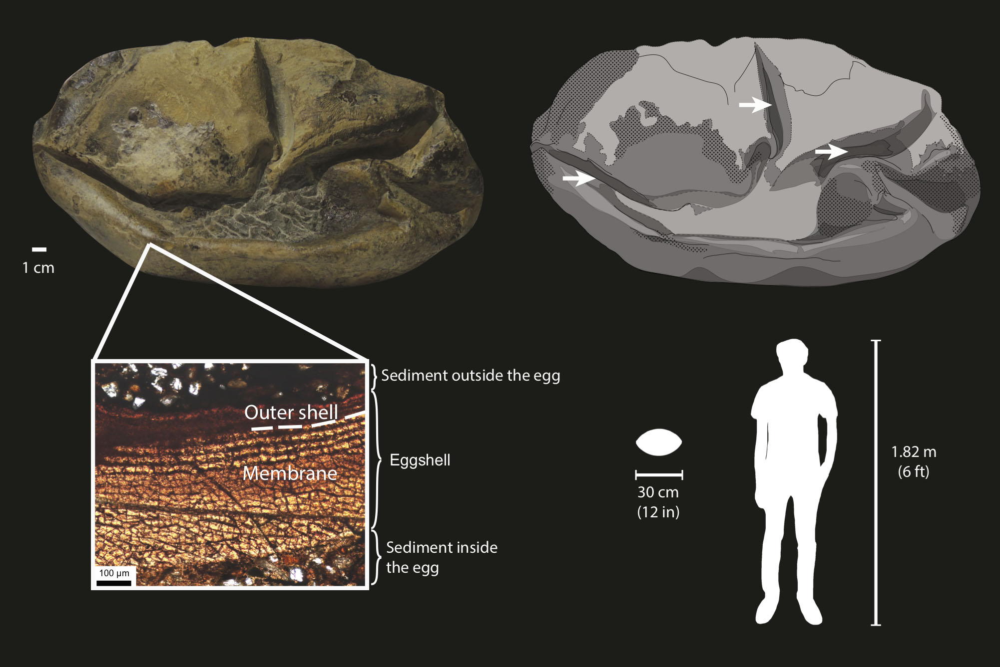 Early dinosaur eggs may have been 'soft like a turtle's,' study says