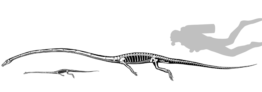 tanystropheus size compared to a human