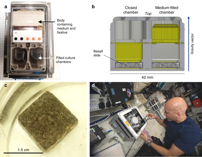 Mining with microbes in space