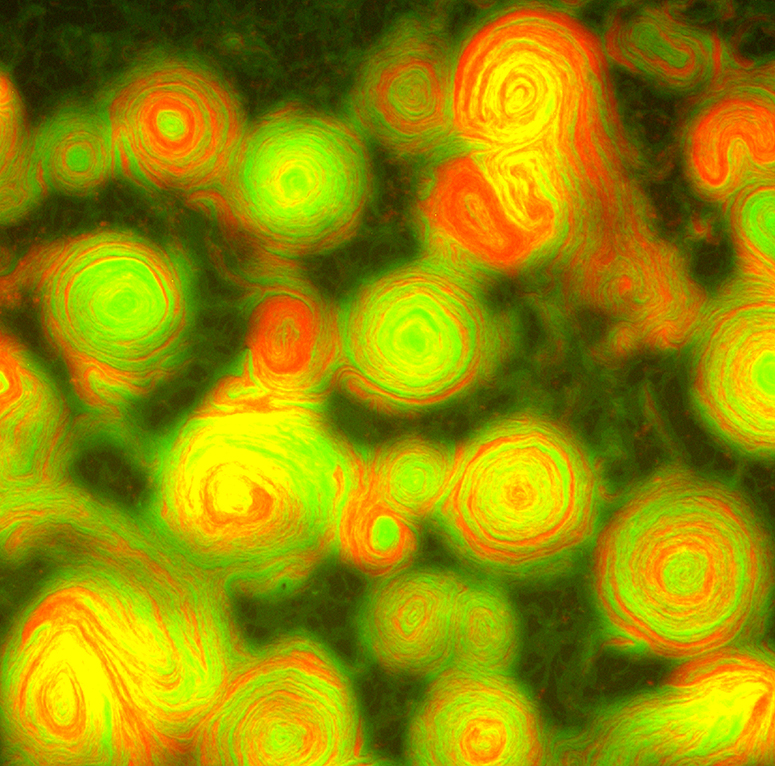 Myxobacteria from a strain that overexpresses TraAB (green) and a strain that is non-adhesive and non-reversing (red) at x4 magnification. (Wall/University of Wyoming)