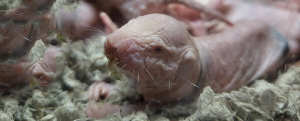 A Naked Mole Rat Gene Was Put Into Mice And It Made Them Live Longer