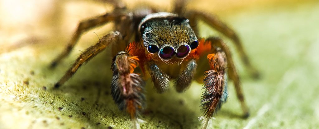 3429487801-spiders-0_1024.jpg