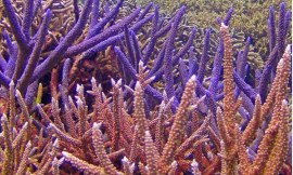 george_roff_nonistock_-_corals2