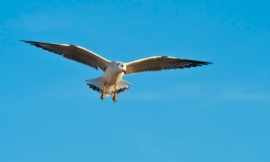 pixs4u_-_seagull2