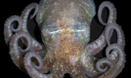 Elaina_Jorgensen-turquets_octopus-NOAA