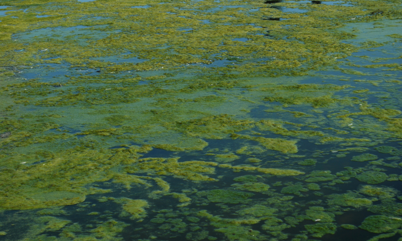 Algal biofuels a $50bn industry