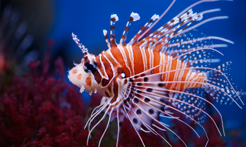 Fish low oxygen survival solved