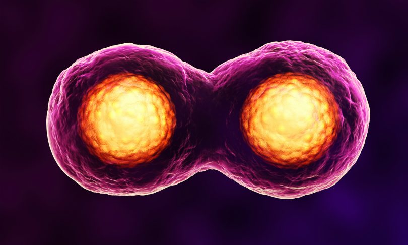 Explainer: what are stem cells?
