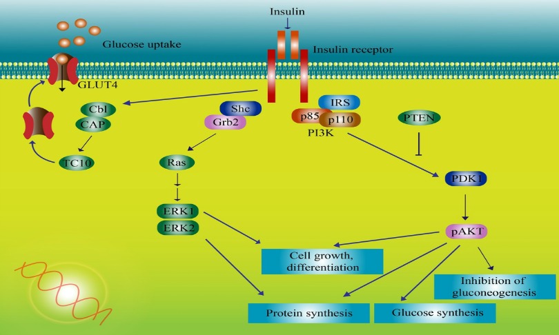 Insulin's journey through the cell