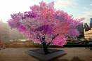 This tree produces 40 different types of fruit