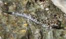 Strange fish give evolution hint