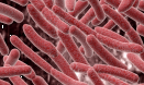 Bacteria adapt to nanosilver's sting