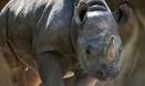 Experts: do more to save species