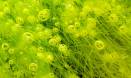 Growing microalgal organisms