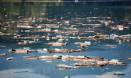 Aussie waters polluted