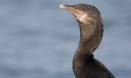 Climate threatens Galápagos bird
