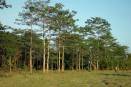 Man single-handedly grows a forest larger than Central Park