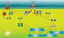 Insulin's journey through the cell