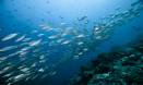 Fish in the twilight cast new light on ocean ecosystem