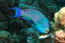 Tropical fish are invading and destroying kelp forests