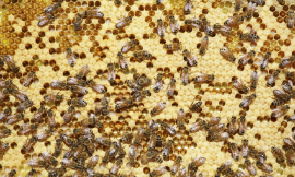 temmuzcan_HoneyBees_iStock