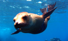 zimdingo1_SeaLion_iStock