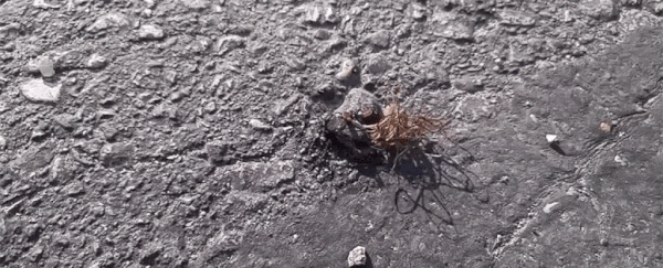 parasite in the city death gif