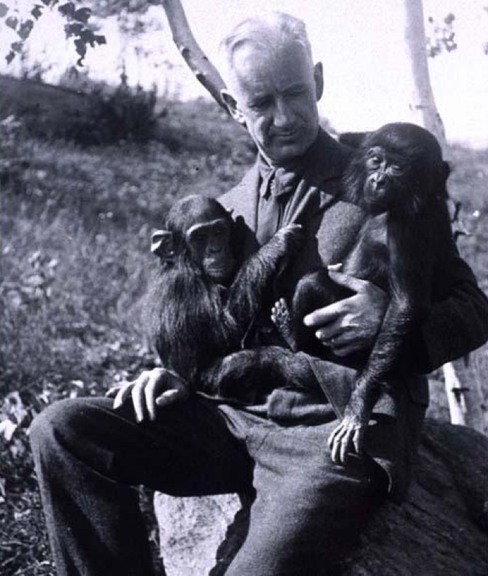 oliver the chimpanzee