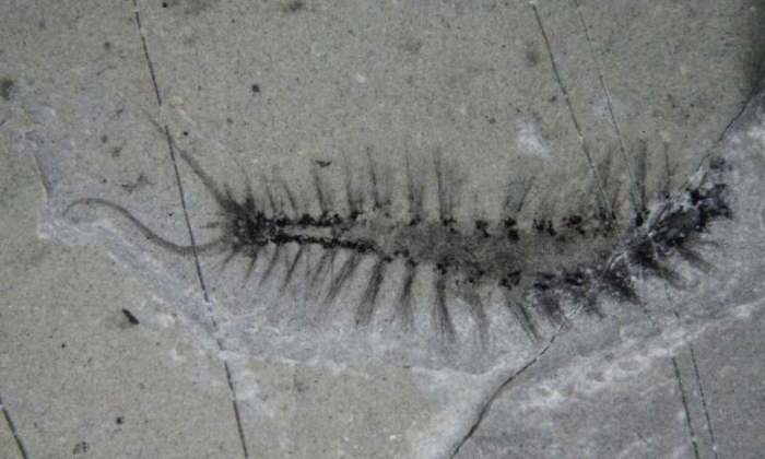 bristle worm fossil