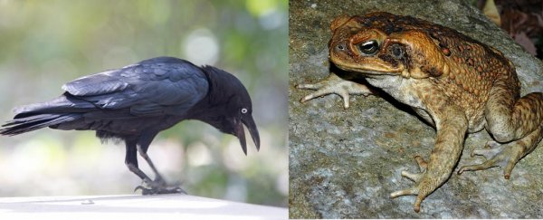 These Crows Have Figured Out How to Safely Eat Poisonous Toads ...