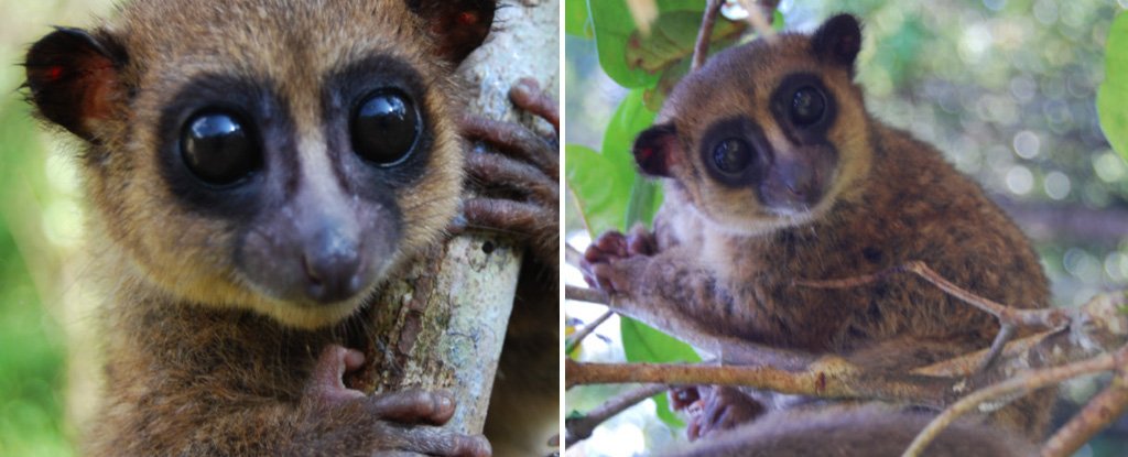 Resultado de imagen para lemur de groves
