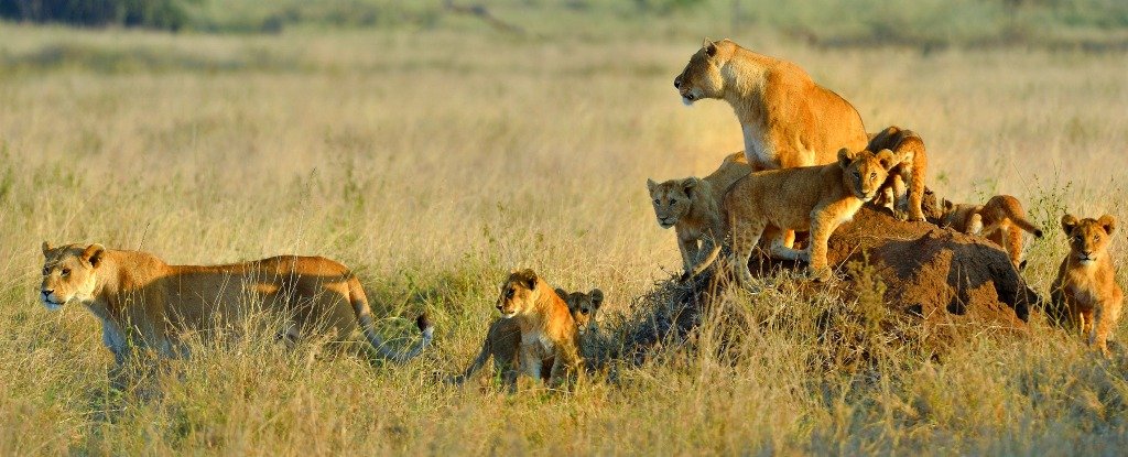 Lions Have Killed And Eaten a Suspected Poacher in South Africa ...