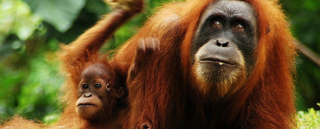 Researchers Find More Than 100000 Of Borneos Orangutans Have Been