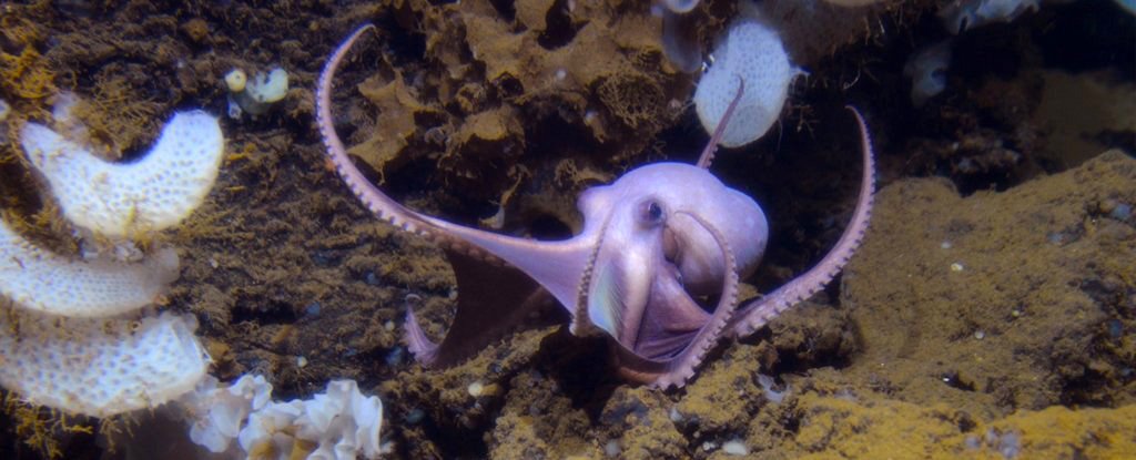 A Huge Gathering of Octopuses Has Been Found at Record Depths, And They ...