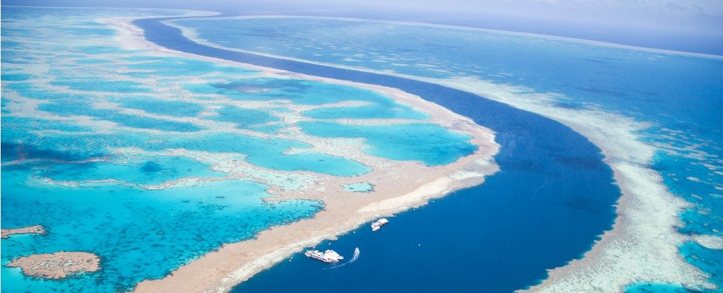 The Great Barrier Reef Has Escaped Death at Least 5 Times in The Past ...