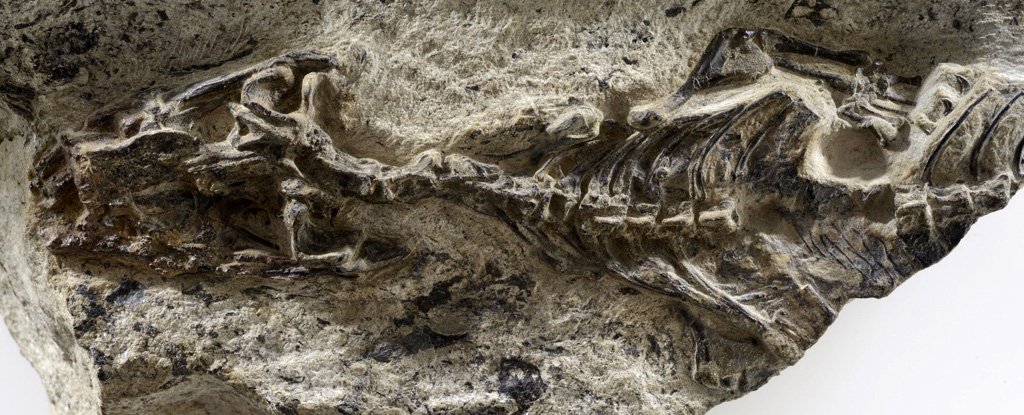 Scientists Just Found a 240-Million-Year-Old 