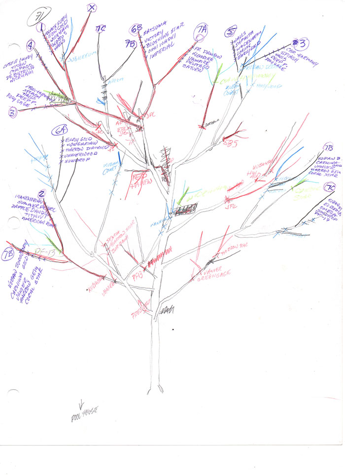 [Image: Tree_of_40_Fruit_-_tree_071_diagram.jpg]