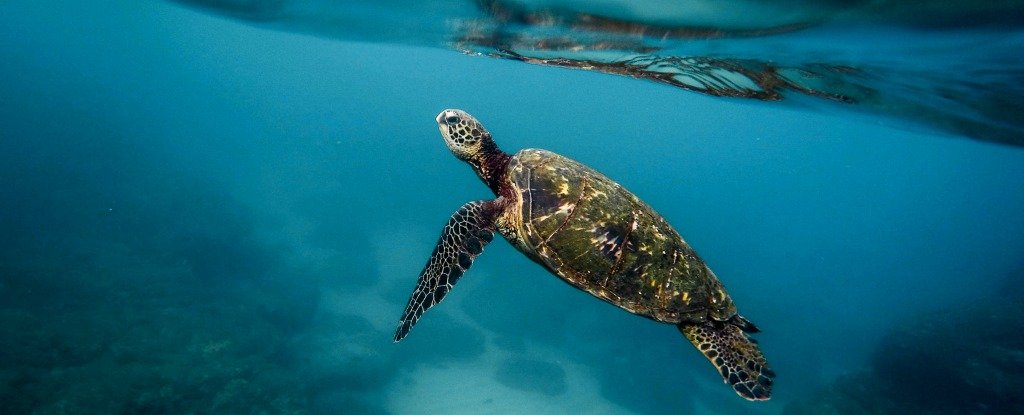 Our First Detailed Map of Ocean Wilderness Shows Shockingly Little Is ...