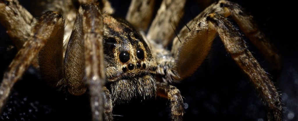 Wolf spiders outweigh wolves in the arctic tundra - but that's kind of ...