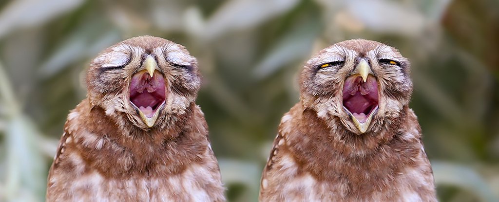 This Article on The Science of Yawning Will Probably Make You Yawn ...