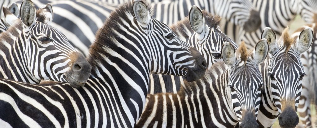 It's 2018, And We Still Don't Know Why Zebras Have Stripes - But We Just  Got Closer : ScienceAlert