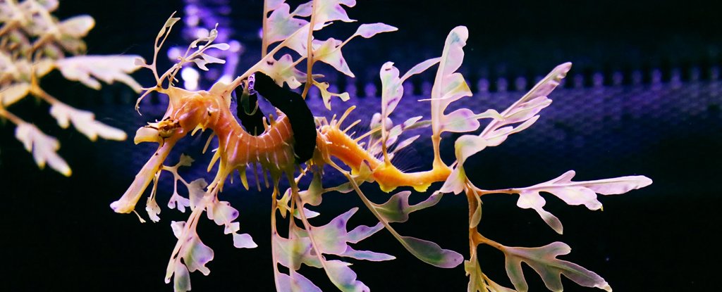 These Leafy Sea Dragons Couldn T Swim So A Vet Saved Them With A