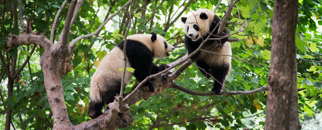 Desperate To Know How Panda Sex Will Turn Out Scientists Listen To