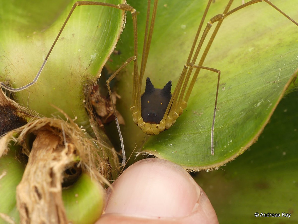 This Tiny Arachnid With a Black Bunny Head Is Totally Real, We Kid You Not