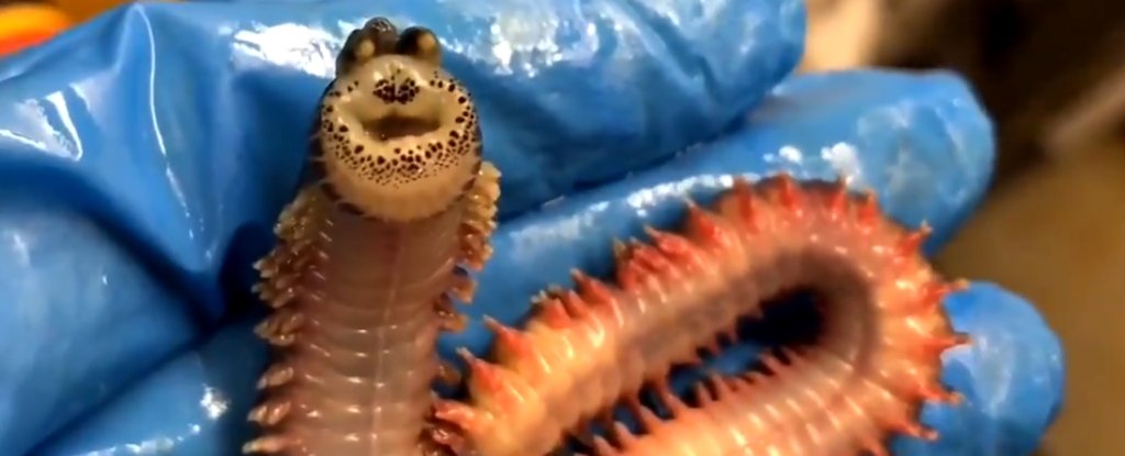 Look At This Sea Worm With A Creepy Smiling Face Pulled From The Deep Ocean Science News 6334