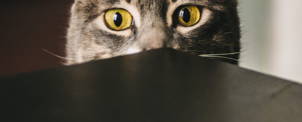 If Your Cat's Neurotic, Scientists Say It's Probably Just Mirroring You ...