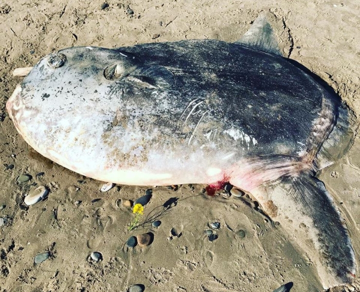 Mysterious, Giant Sunfish Washes Ashore in California, Amazing Scientists :  ScienceAlert