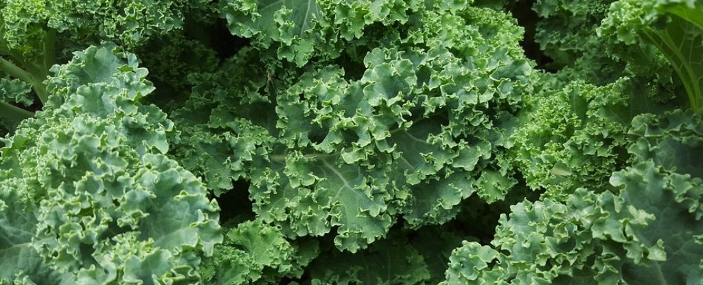 Is Kale Really Bad For You?