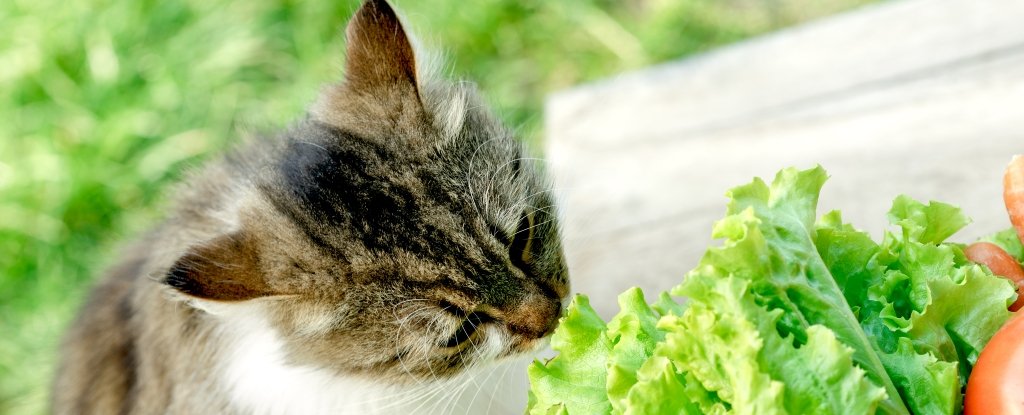 veggie cat