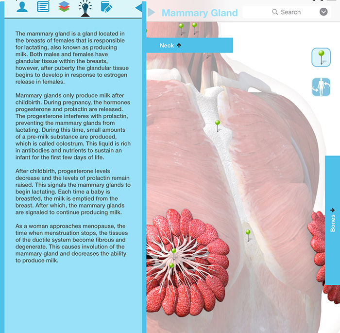 https://www.sciencealert.com/images/2019-04/female_chest_muscle_anatomy_milk_ducts_screenshot_2.jpg